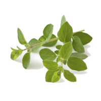 Origanum vulgare